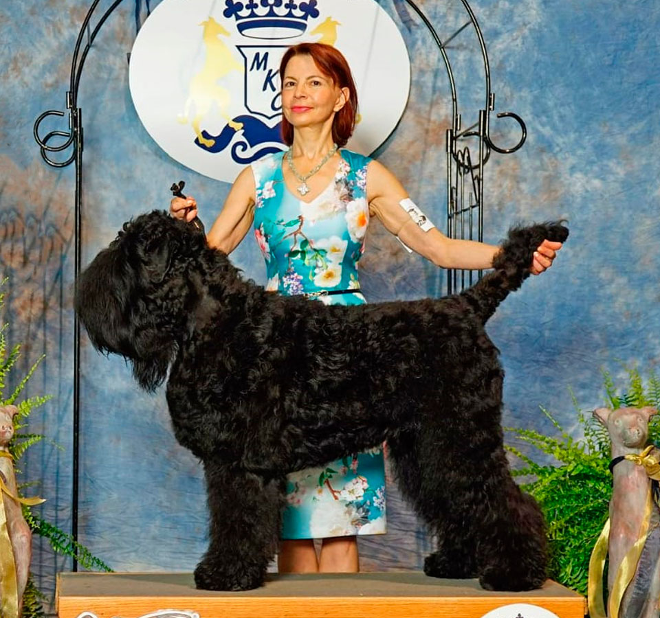 what breeds make up a black russian terrier